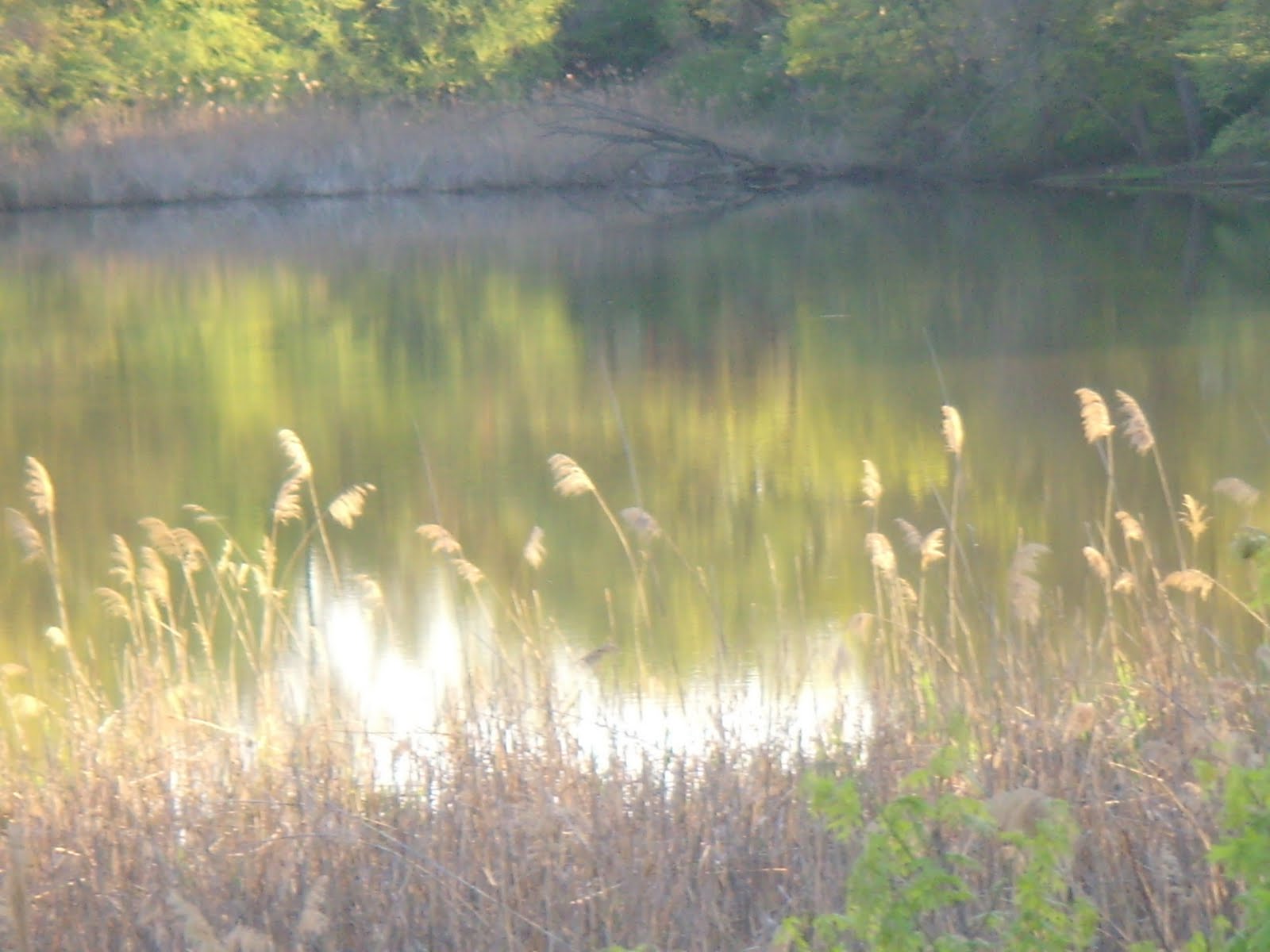 Aberdeen NJ Life April 30th at Cliffwood Beach Treasure Lake