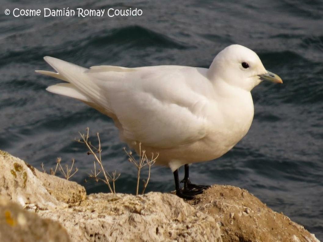 (Pagophila eburnea) Ivory gull /Gaviota de Marfil / Marfilezko antxeta