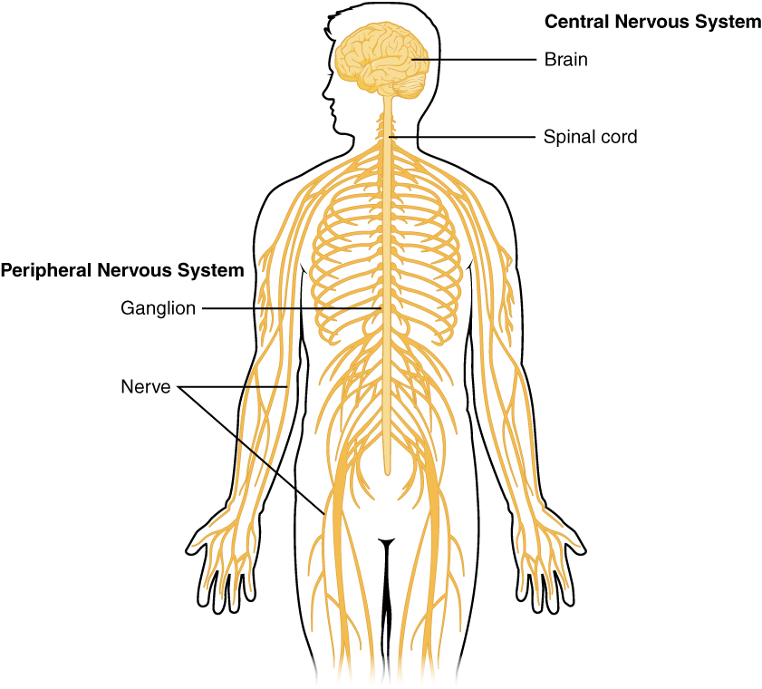 Neurologic system