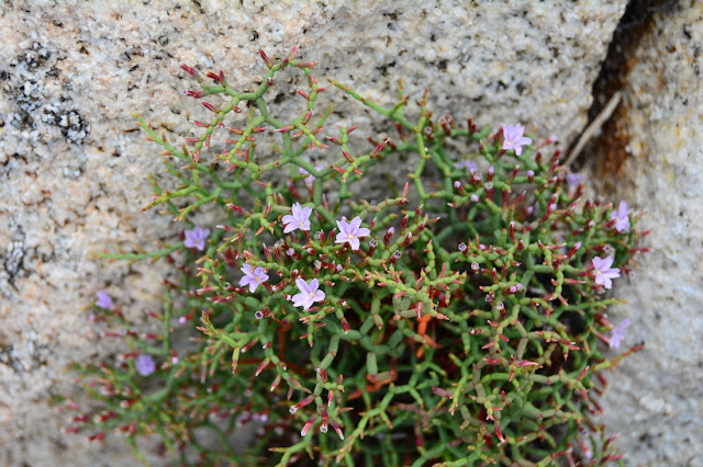 Limonium corsicum Limonium corsicum