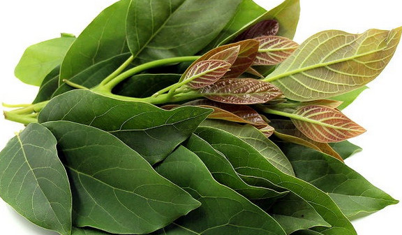 Obat sakit kepala herbal