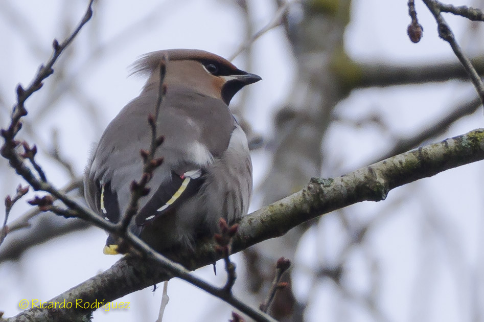 Aves Ricardo Rodriguez: Ampelis europeo (Bombycilla garrulus)