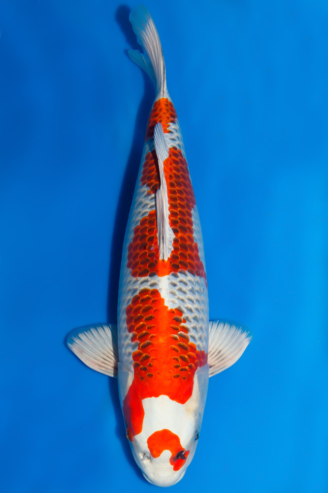 Ikan Koi Kujaku