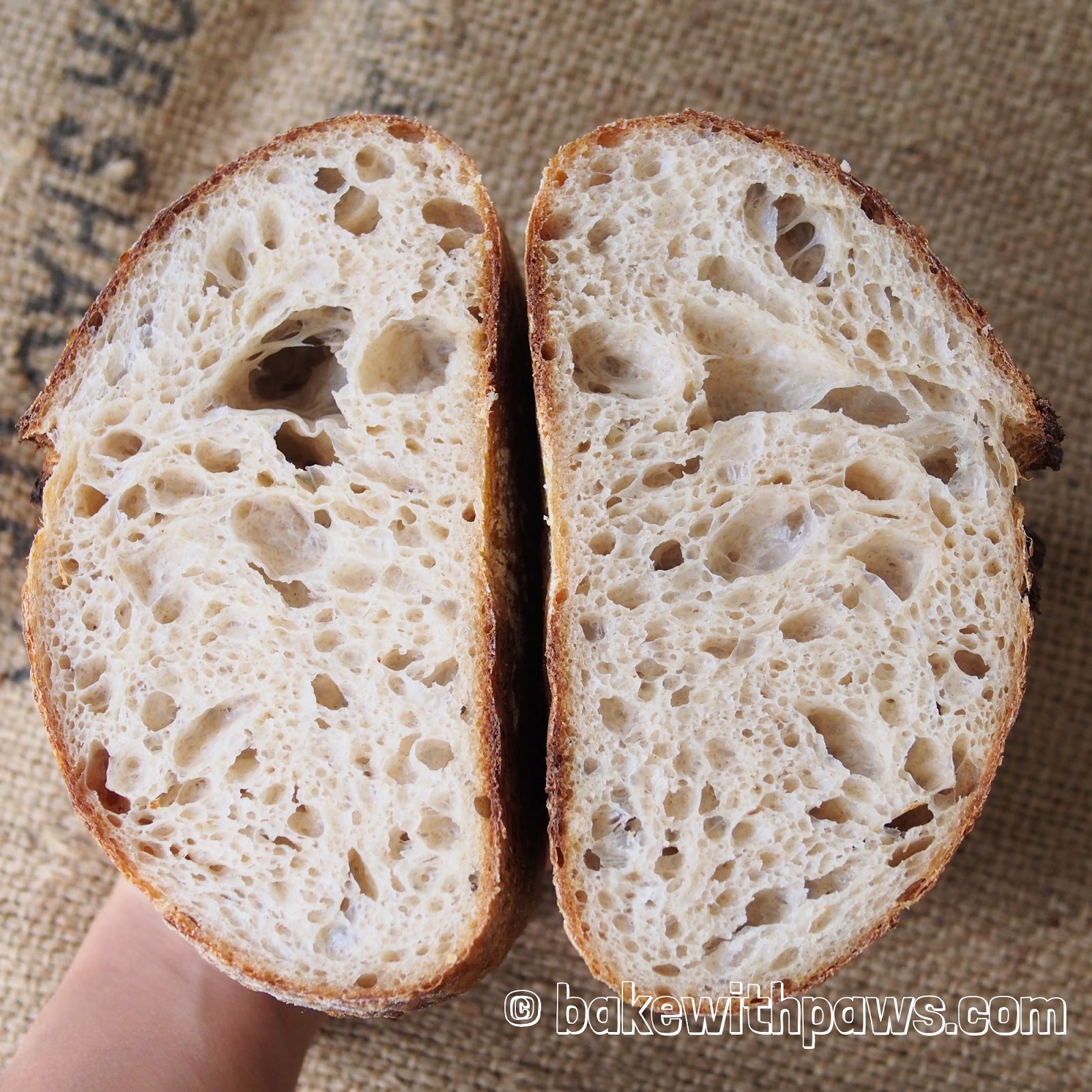 Basic Open Crumb Sourdough Bread BAKE WITH PAWS