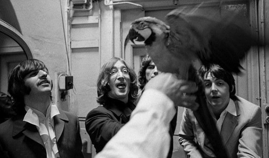Meet the Beatles for Real And your bird can sing