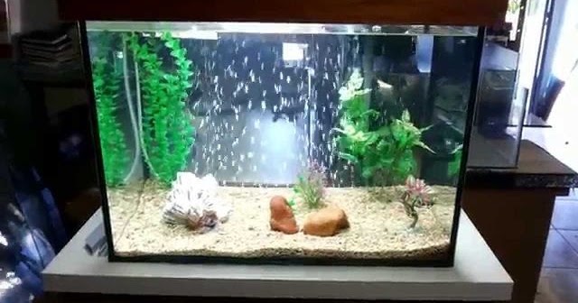 Cara Menciptakan Aquarium Sederhana Unik Untuk Ikan Hias Cara