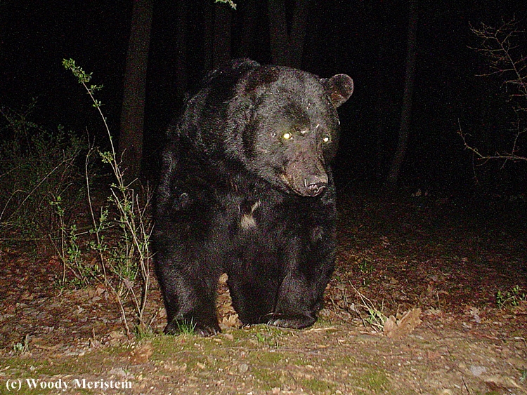 In Forest and Field Bear in the Night