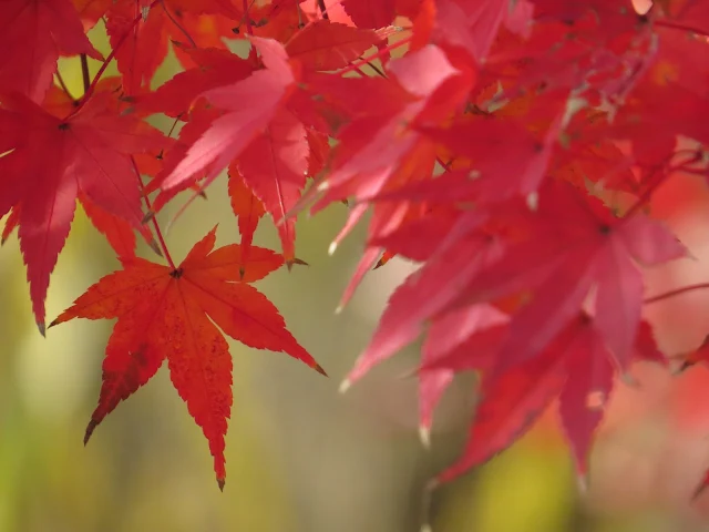 Kyoto Fall Foliage: Red Leaves