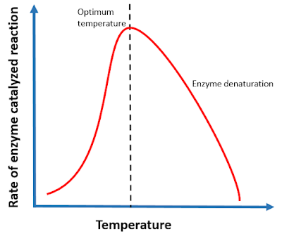 effect of temperature on enzyme catalysis