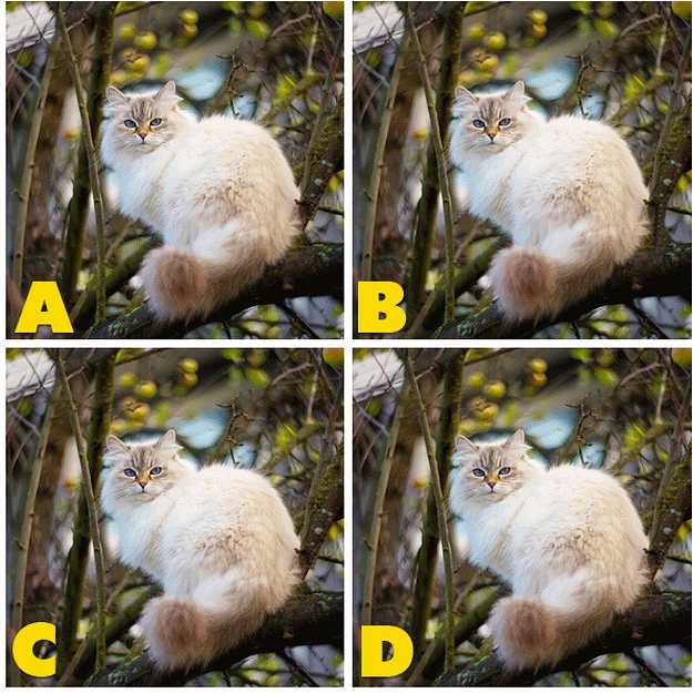 ADGATE Quiz Diva Kitty Difference (ANSWERS) Swagbucks Help