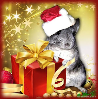 Colorful postcard for the new year mice and rats 2026. Free, beautiful live Christmas cards in the year of mouse
