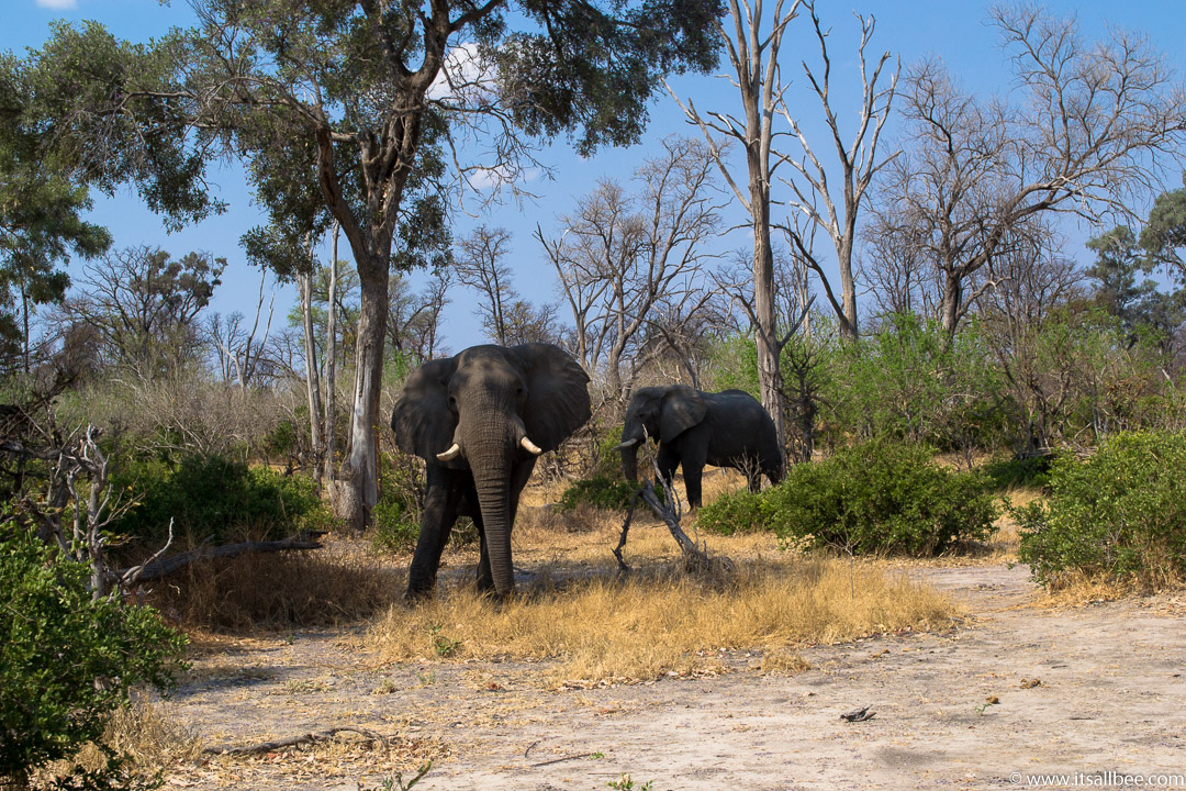 Visions of Wild In Africa's Botswana | Okavango Delta Safari