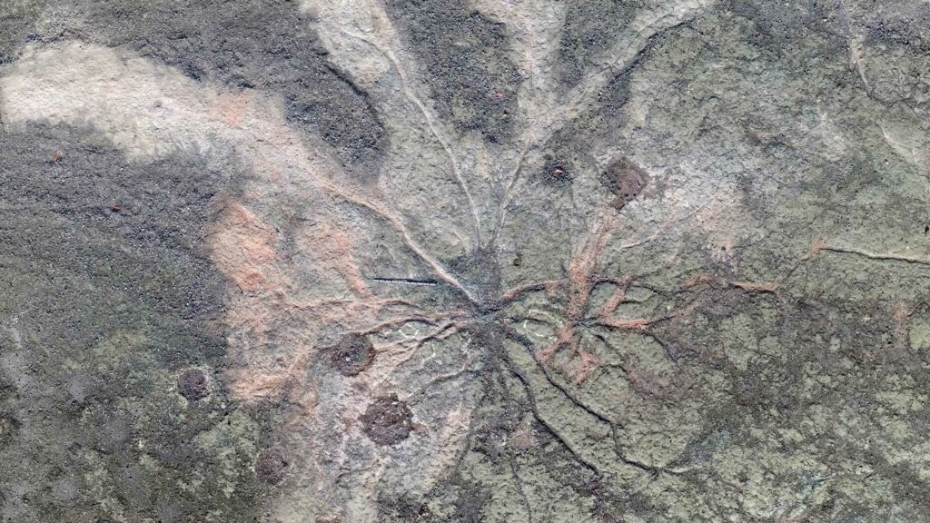 The World’s Oldest Fossil Trees Have Been Discovered in New York