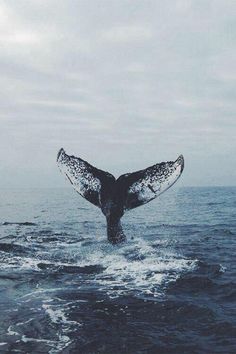 blue whale images