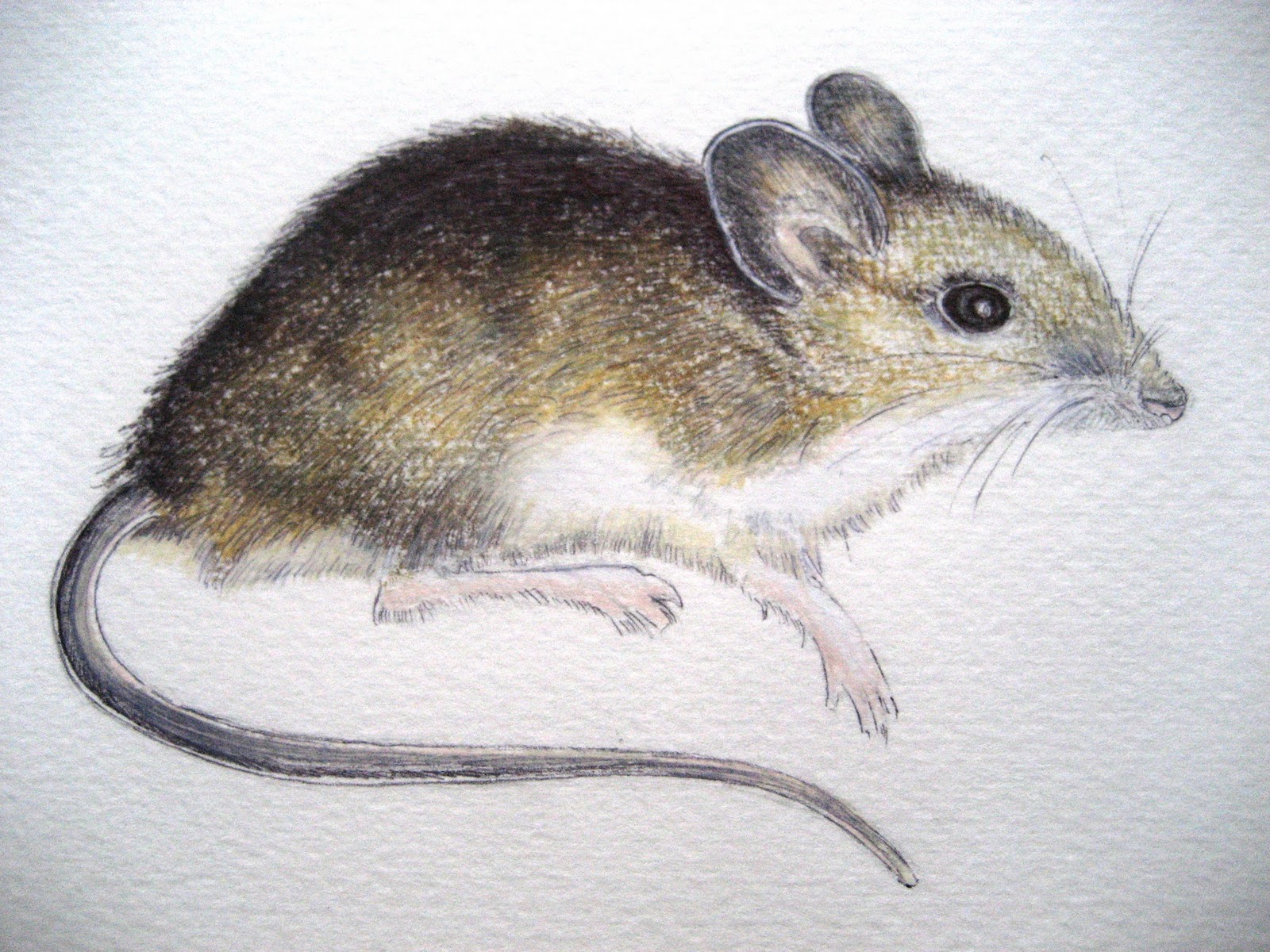 Рис мыши. Мышка для детей. Мышь рисунок. Мышонок рисунок. Мышь рисовать.