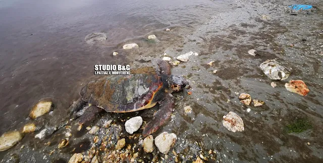 Αδιανόητο: Έξη νεκρές θαλάσσιες χελώνες σε παραλία της Αργολίδας (βίντεο)