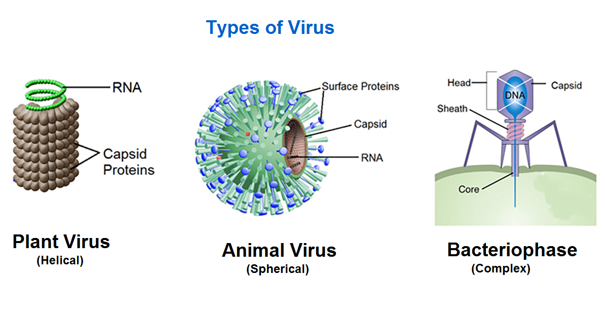 Perfect Knowledge: Virus