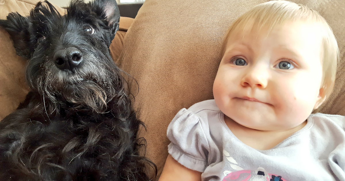 Scottie Mom Are Scottish Terriers Good With Kids?