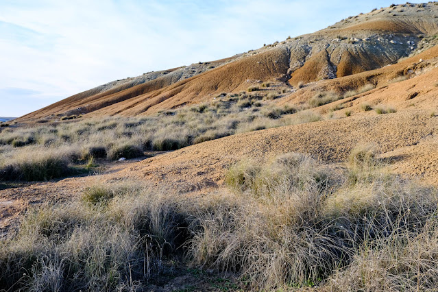ALMANAQUE NATURAL La Belleza de los Espartales del Interior Peninsular
