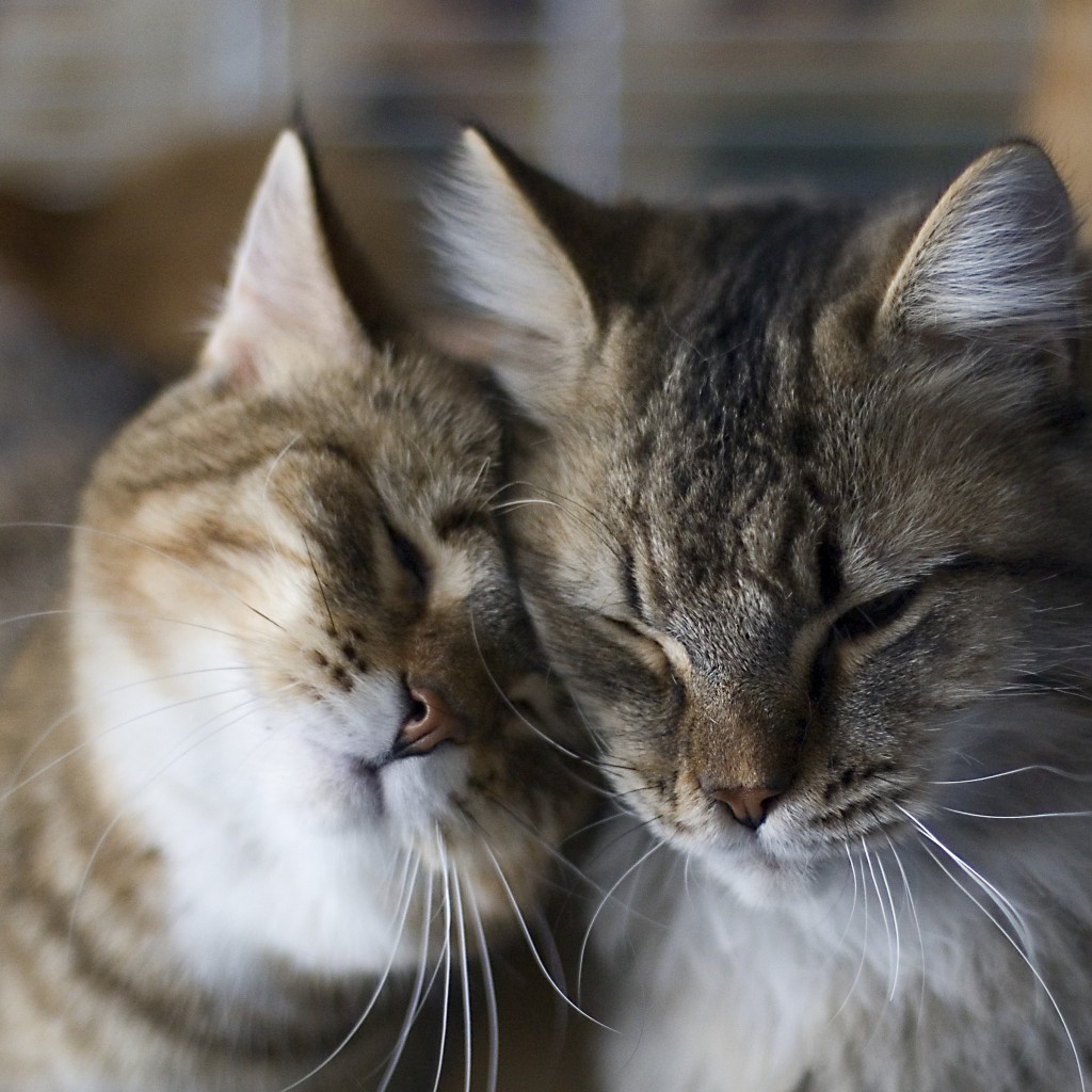 Обожаю с двумя. Кошки любовь. Кошки обнимаются. Влюбленные котики. Нежные котята.