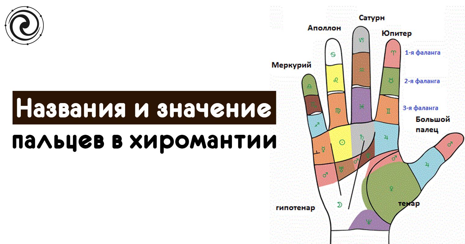 Пальцы на руке название на русском