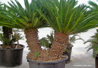 Cycas revoluta ejemplar en vivero planta palmácea