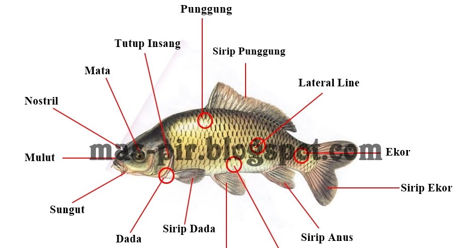 Komoditas Budidaya Perikanan - GEA FISHERY