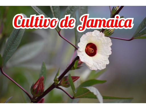 EL AGRONÓMICO: Guía Técnica de Cultivo de Jamaica
