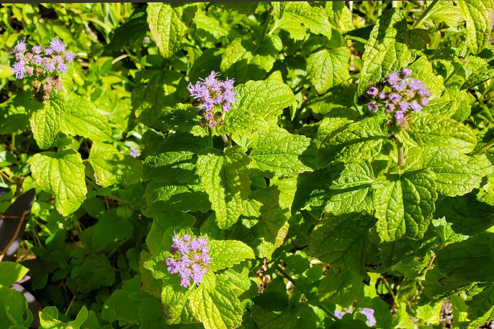 grassroots Horticulture Texas Native Plants are the Best