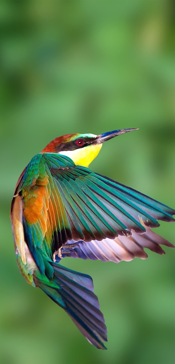 Beautiful European-bee-eater in flight - About Wild Animals