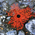 Land Art di Andy Goldsworthy