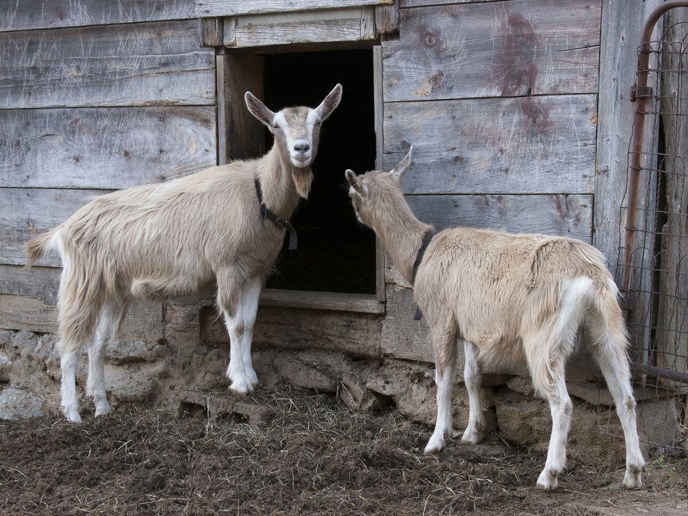 Toggenburg goats,