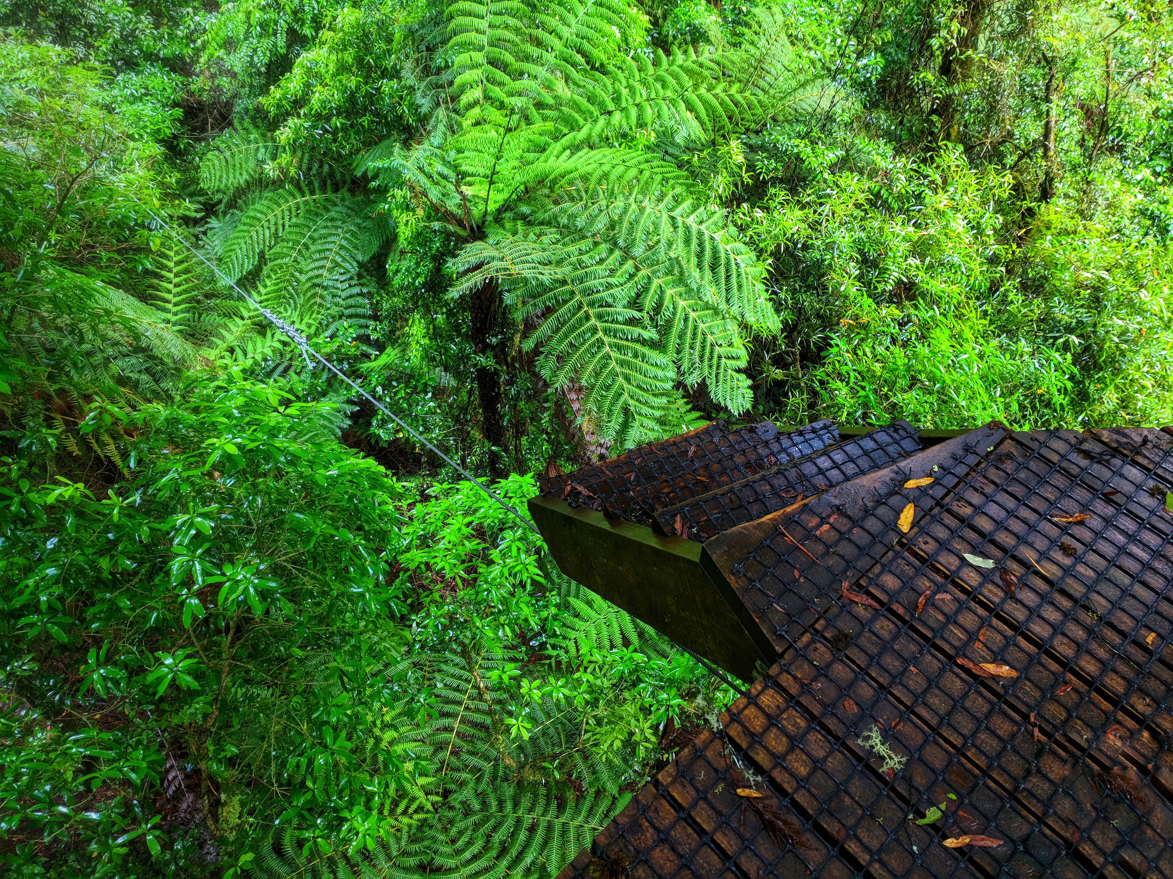 Canopy tour platform above a Rotorua native forest