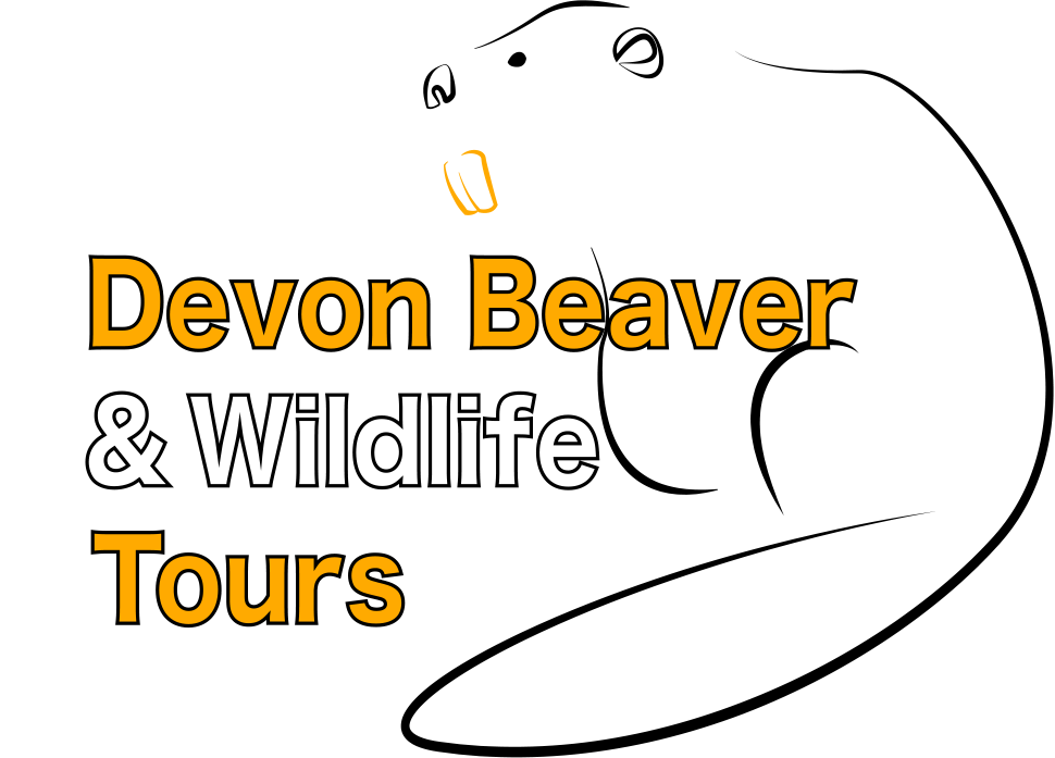 Devon Beaver Tours