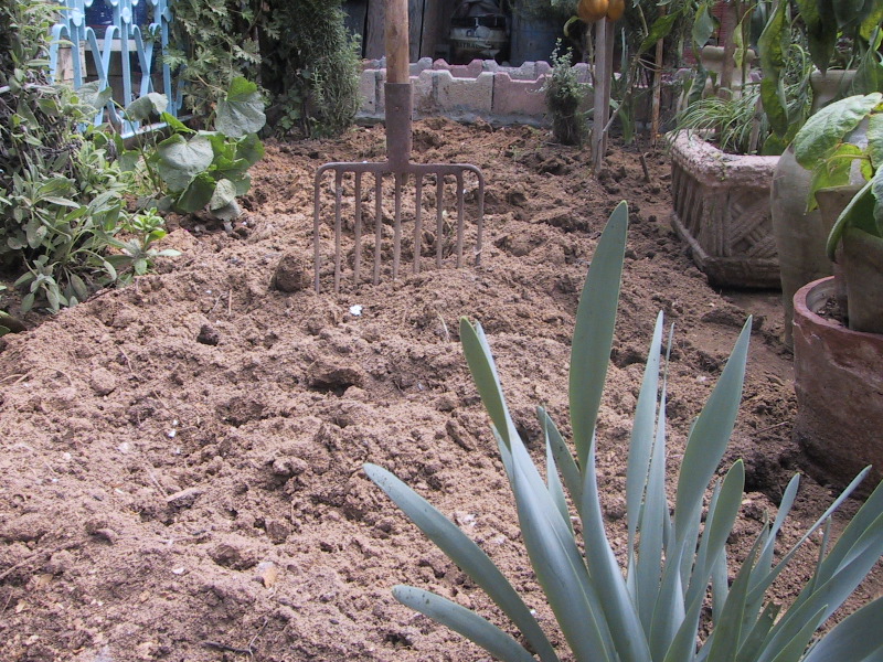 Before planting, dig over the ground to a spade deep and fork in plenty of well-rotted compost and manure, and then mound the soil to improve the drainage.