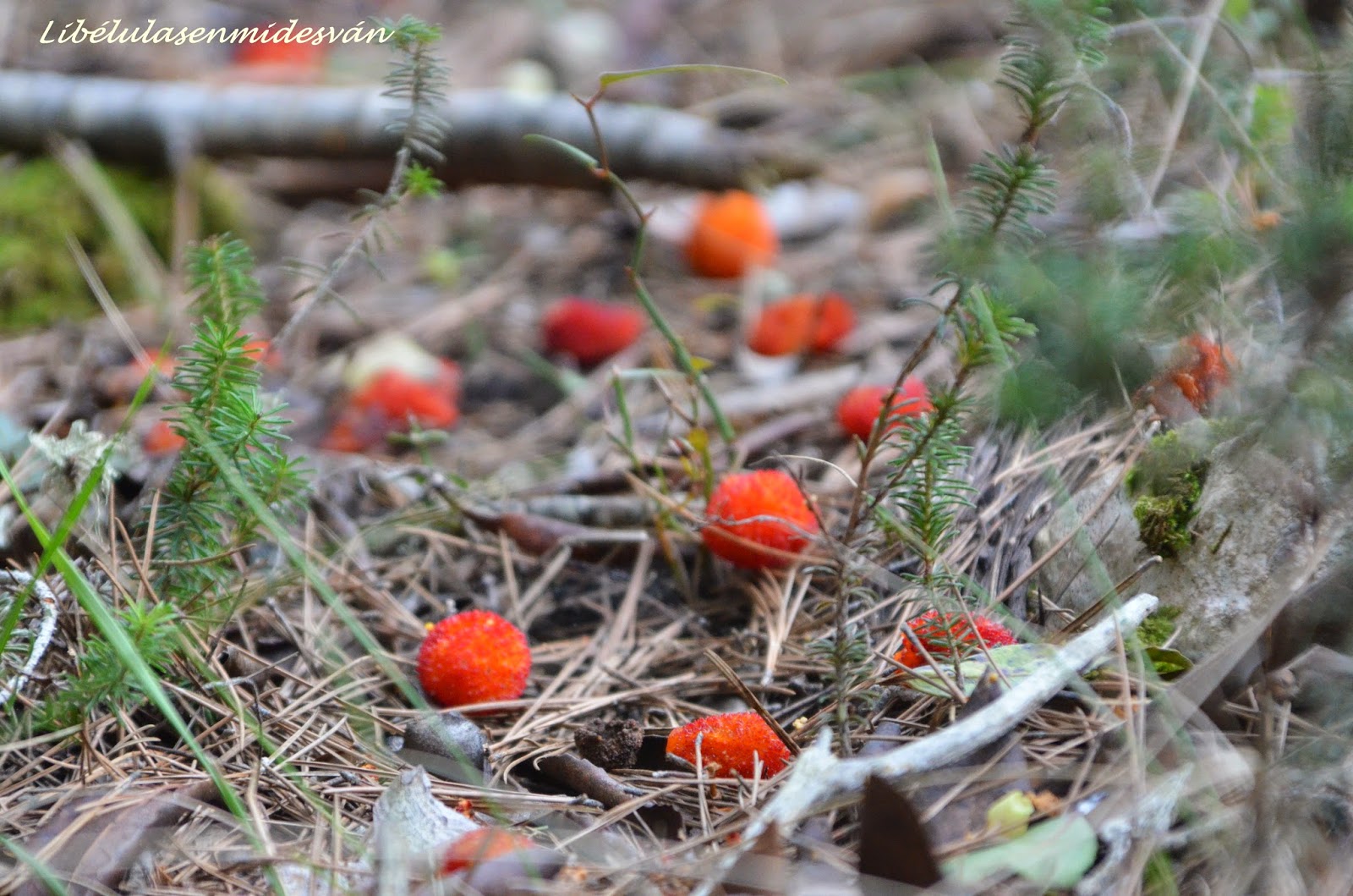 Libélulas en mi desván: Colores de otoño