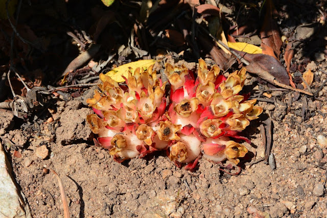 Cytinus ruber Cytinus ruber