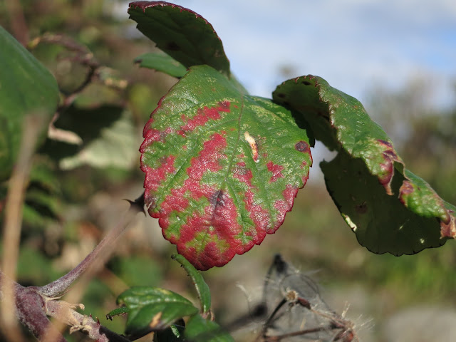 Red lines showing leaf miner damage - but that's clearly not the only reason for them.