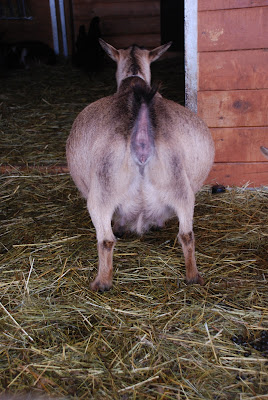 goat preggy bellies lane