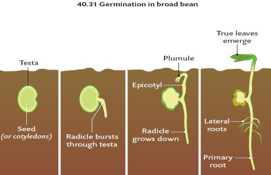 وردة = rose bean germination diagram 