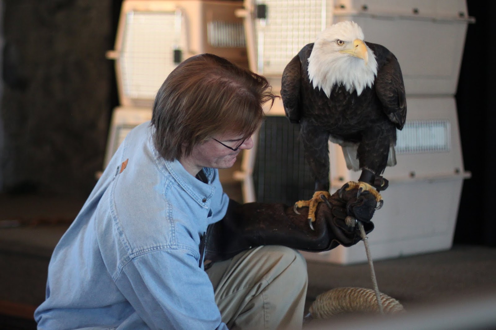 Eagle Days at the Lake of the Ozarks