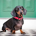 20 Reasons Why You Should Never Own Dachshunds