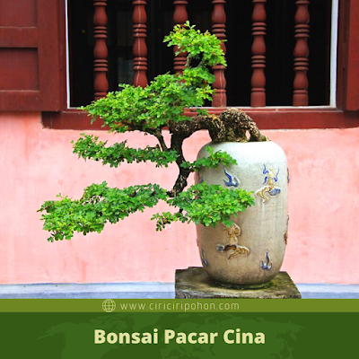 Bonsai Pacar Cina