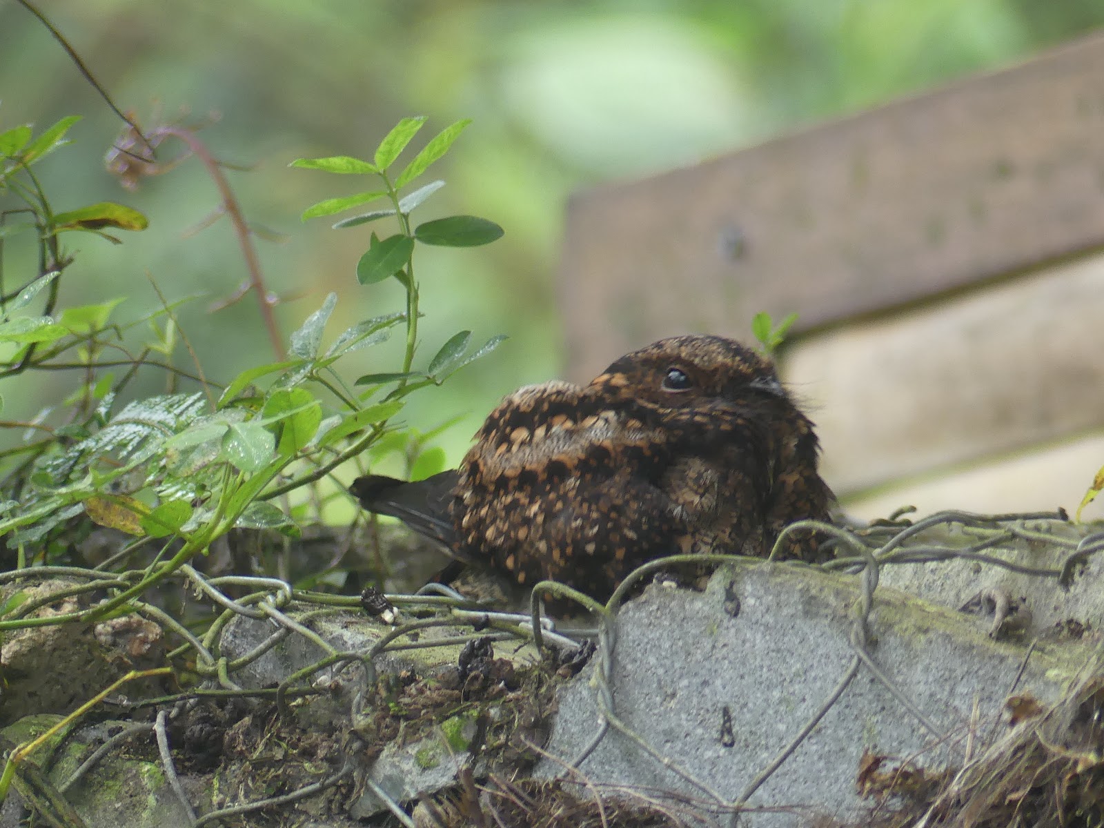 Into the Woods and Elsewhere Special bird on nest