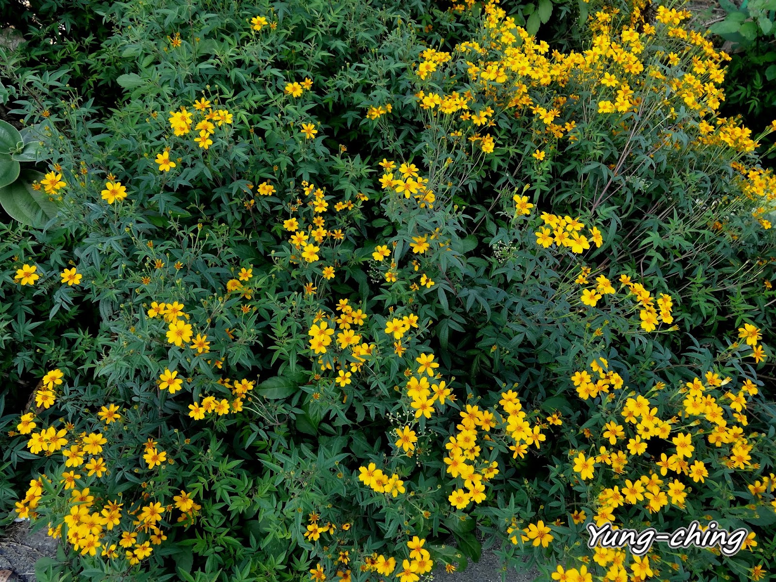 雨玹 芳香萬壽菊/Mt. Lemmon Marigold，Mexican Bush Marigold