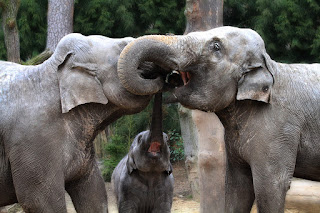 Asya filleri hortumlarını dolayarak birbirlerini selamlarlar.