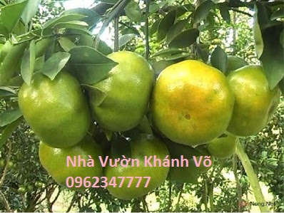 Các loại giống cây ăn quả trồng tại nhà - Nhà vườn Khánh Võ Cay-quyt-duong-3