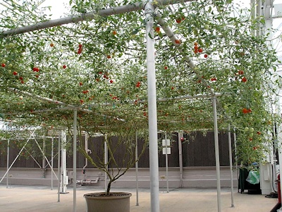 A Tomato Tree The Land - Epcot Center