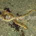 COBRA QUASE PICA MÃE E FILHA EM BOM JESUS DO ITABAPOANA