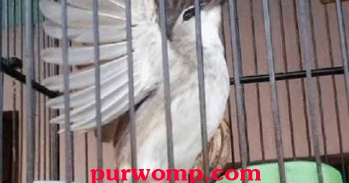 46++ Burung trucukan garuda mp3 terbaru